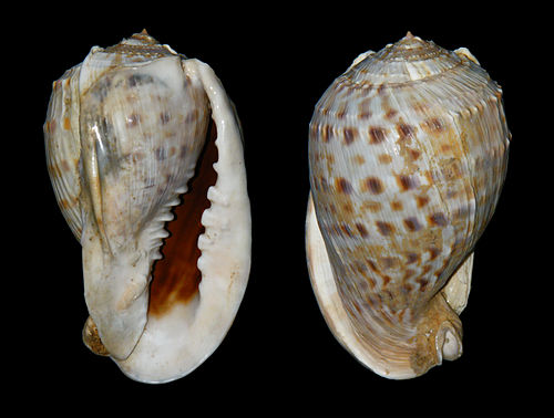 Cassis tessellata